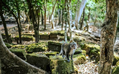 Angkor Wat, image 9