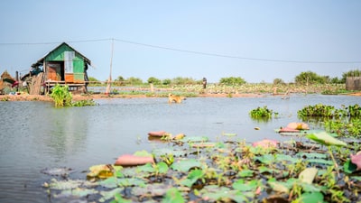 Lotos farm, image 1