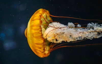 Singapore Oceanarium