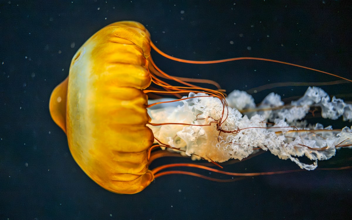 Singapore Oceanarium, image 2