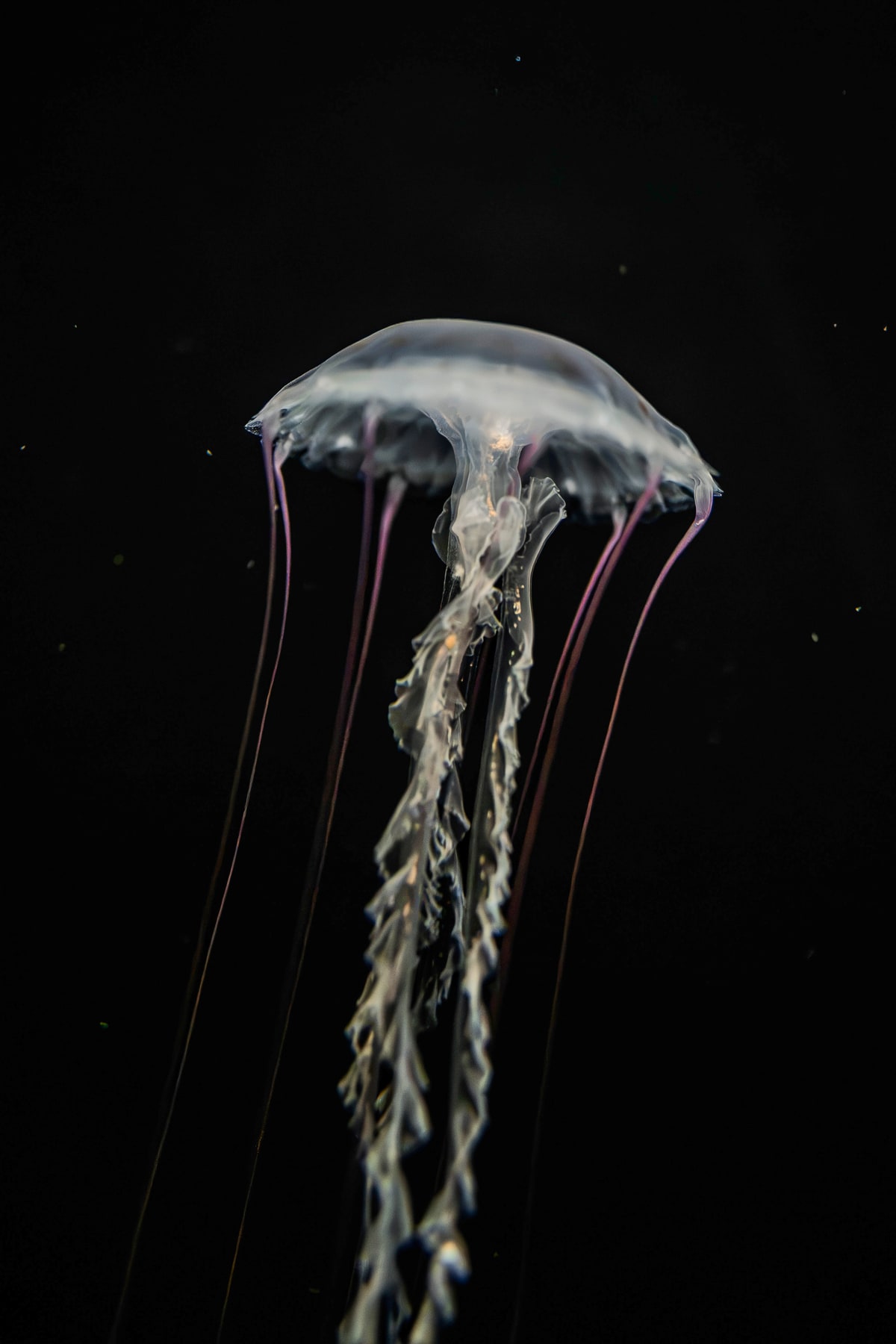 Singapore Oceanarium, image 4