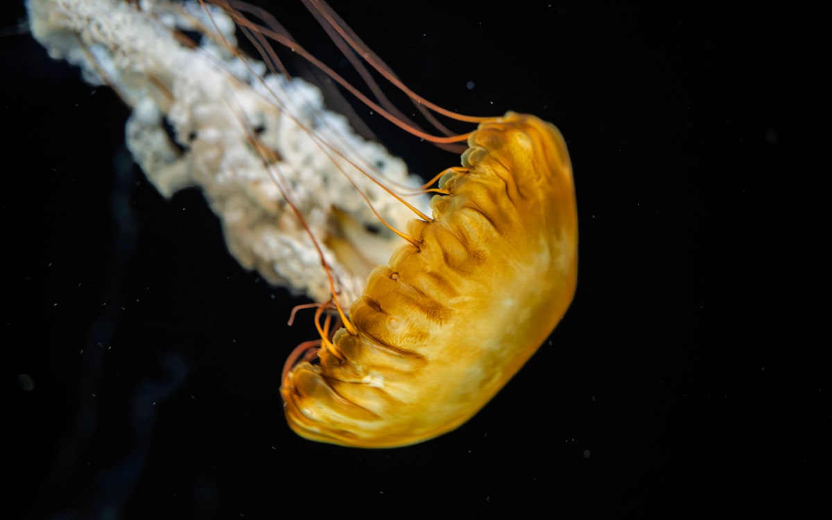 Singapore Oceanarium, image 3