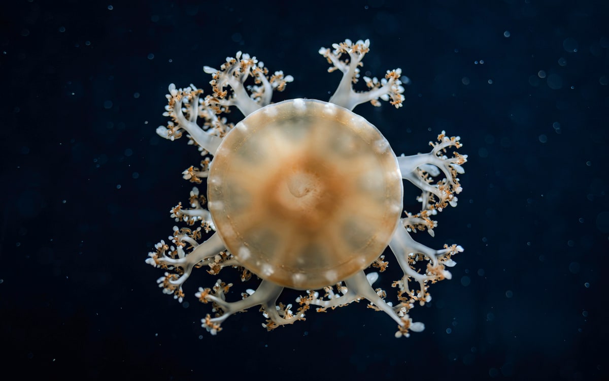 Singapore Oceanarium, image 5