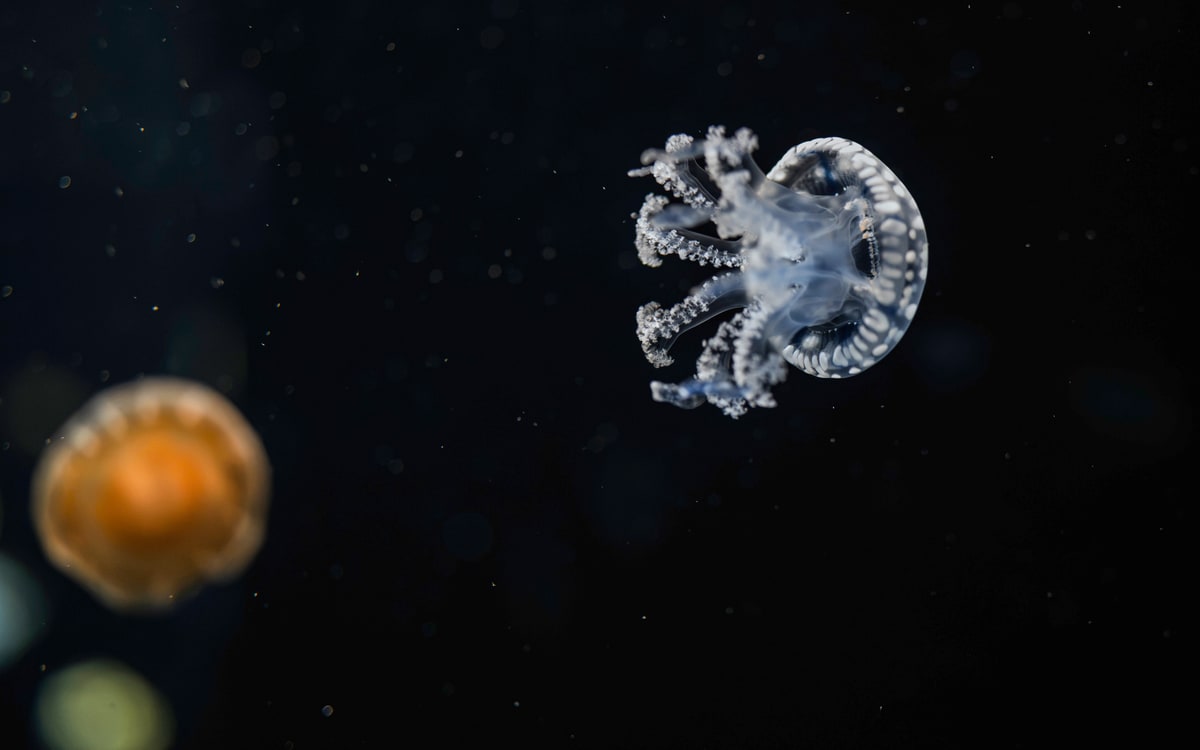 Singapore Oceanarium, image 6