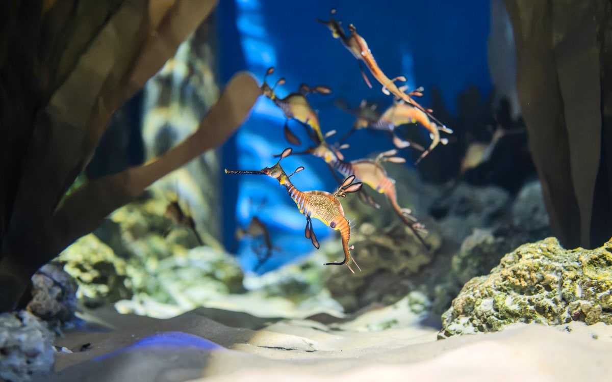 Singapore Oceanarium, image 7