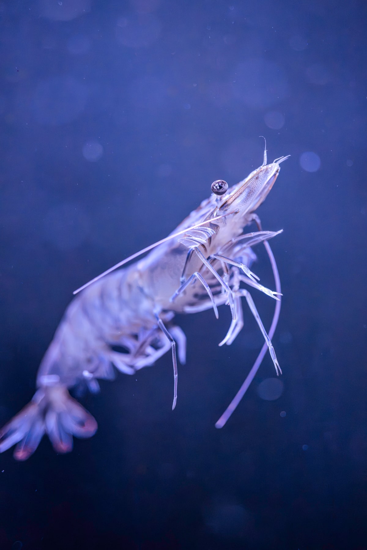 Singapore Oceanarium, image 8