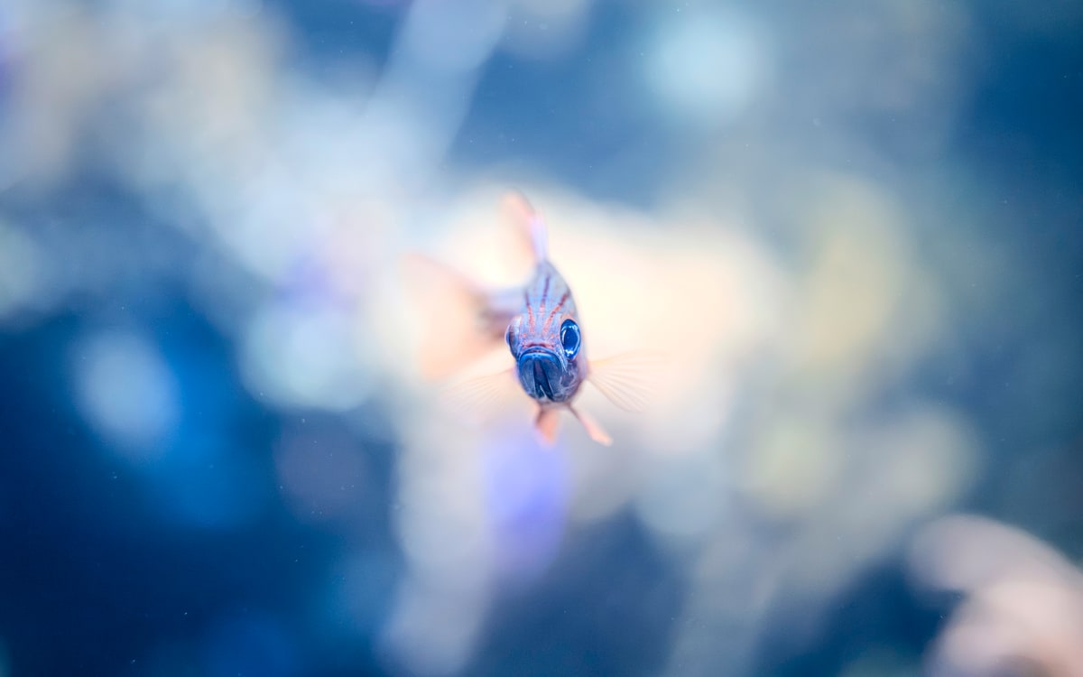 Singapore Oceanarium, image 9