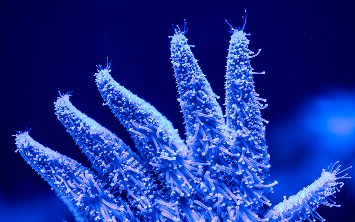 Singapore Oceanarium, image 10